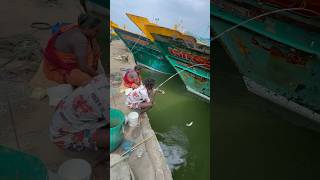 Mullet fishing in boat side water mulletfishing fishingvideos ng [upl. by Daloris]