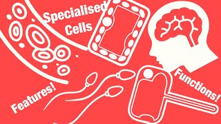 IGCSE Biology  Specialised Cells [upl. by Earezed240]