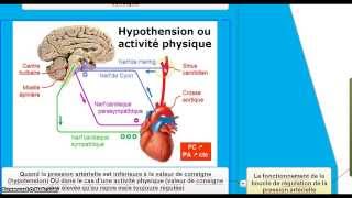 Le contrôle de la fréquence cardiaque et la régulation de la pression artérielle [upl. by Anrev137]