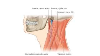 Anatomy 2  U1  L17  Nerves of the neck [upl. by Jan]