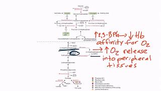 USMLE Step 1 Glycolysis [upl. by Miguelita]