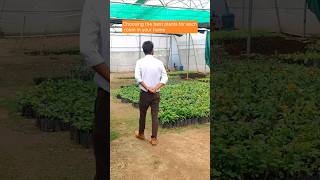 Choosing the best plants for each room in your home plants shorts ytshorts youtubeshorts [upl. by Aleen]