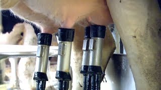 Robot Milk How Intelligent Machines Are Revolutionising Cow Farming  Earth Science [upl. by Janik]