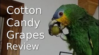 Cotton Candy Grapes taste test review by Gabby the Orange Winged Amazon Parrot [upl. by Eisteb]