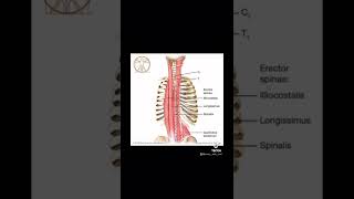 ANATOMY HACK Erector Spinae mnemonic [upl. by Leber906]