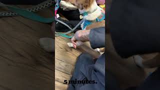 Dog Gets Her Nails Clipped dog dogshorts puppyshorts puppy [upl. by Ainezey557]