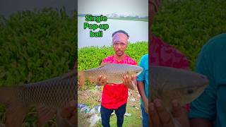 Single popup ball Fishing 🔥💯 shorts fishing carpfishing shortsfeed viral trending short [upl. by Agosto458]