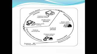 The Estrous Cycle [upl. by Hilten]