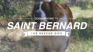 SAINT BERNARDS RESCUING THE RESCUE DOG [upl. by Notnad]