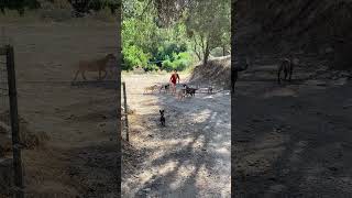 Aly protecting her goats from a pack of wolfs nature california pitbull mom summer milking [upl. by Llerred]