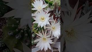 Cacto echinopsis antes e depois plantas suculentas cactos flores [upl. by Enisamoht]