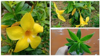 Allamanda flowers Care  How To Grow Allamanda Plant From Cuttings [upl. by Valaria]