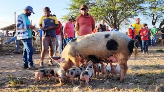 PORCA PARIDA NA FEIRA EM CARUARUPE ALÉM DE CAPRINOS E OVINOS 06022024 nordeste [upl. by Savell126]