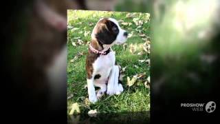 Boglen Terrier Dog breed [upl. by Etnauq]