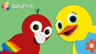 Parrot  Learn Animals and Animal Sounds  Tillie Knock Knock  BabyFirst TV [upl. by Erdnassak]