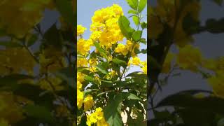 Tecoma Stans plantyellow bellsgori chori [upl. by Ahilam]