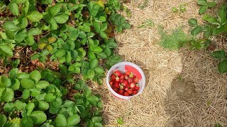 Strawberry Picking At La Fraise du Bic [upl. by Yevreh]