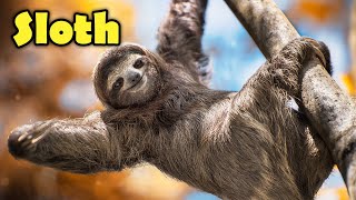 Interesting Facts about The Sloth for Kids [upl. by Niattirb]