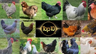 Mes Poules Préferées  Mon top 10 des Poules [upl. by Peg]