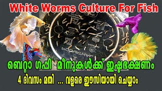 How To White Worms Culture  Fish Food  Betta Fish Food  Guppy Food  Aqua Tales  Das Intermedia [upl. by Armallas619]