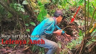 MANCING IKAN LELE AKAR LELE LEMBAT DAPAT LELE ANEH DALAM SATU LUBANG [upl. by Najed]