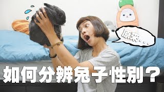 【侑敏頻道】兔兔如何分辨兔子性別？／我家寶貝到底是男是女 [upl. by Hermon]