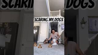 💩Scaring my dogs… comedy funny fun dog doglover dogsfunnyvideo funnyshorts funnyvideos [upl. by Brendis]