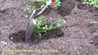 How to Plant Wave Petunias The Plant Farm® [upl. by Dopp]