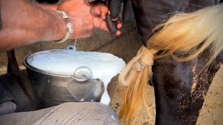 Cow 🐄♥️ Milking video single side Cow dairy farm milkgir cross cow 🐄♥️👌🔝 [upl. by Mallin]