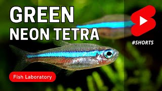 Green Neon Tetra  An Awesome Fish for Nano Tanks shorts [upl. by Ydoj]