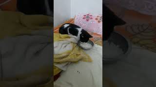 ❤🐈🐕 sarde toh sarde hai lekhin en bachho apna sikayt kis sa krastreet animals lovershelp [upl. by Romanas780]