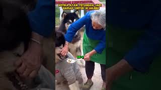 Cinta Nenek dan Dua Anjing Nakal di Desa shorts hewan kisahhewan anjing ceritahewan [upl. by Ellennahc]