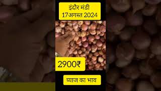 17 August 2024 indore mandi pyaj ka bhav indoremandibhavpyajbhavonionrate kandarate onion [upl. by Nerwal]