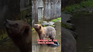 BROWN BEAR  Fortress of the Bears fortressofthebear ytshorts brownbear foryou bear alaska [upl. by Meehan]