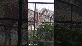 Zoo park tour sorts [upl. by Jeramie]