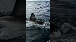 Breaching Great White Shark Camouflaged Against The Water [upl. by Behka117]