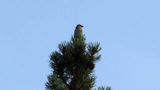 Red Crossbill calling from top of pine [upl. by Georgia]