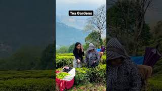 Places to explore in Darjeeling  1 day Darjeeling itinerary  Neha and Nitu [upl. by Elleiad]