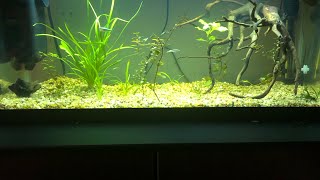 20 gallon tank [upl. by Alemaj]