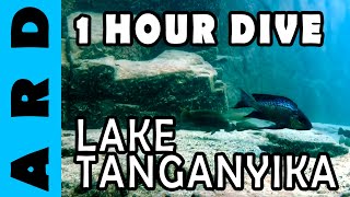 1 hour dive in Lake Tanganyika  Chimba Zambia [upl. by Anig]