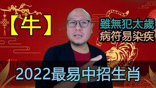 2022最易中招的生肖【肖牛】虎年生肖運程 [upl. by Zared35]