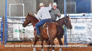 2018 AQHA Select Ranch Sorting [upl. by Nomma403]