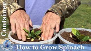 How To Grow Spinach In Containers at Home ADVANCED Complete Growing Guide [upl. by Arimlede971]