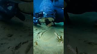 This got 34 million views Underwater phenomenon nature scubadiving [upl. by Asila]