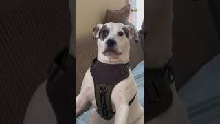 Pitbull Look Funny With The New Harness dog Como Cuando Tienes Nuevo Arnés 🐶🥰😂🤨🤭😎Army Boy K9 [upl. by Abroms786]