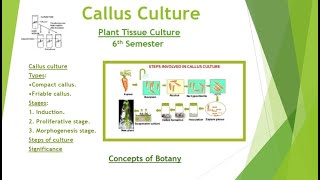 Callus Culture Types Stages Protocol Maintenance Plant Tissue Culture Hindi Urdu Botany [upl. by Aubrette55]