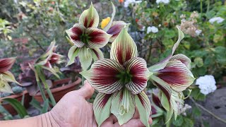 Como sembrar semillas de Hippeastrum  Amaryllis  Azucena  Lily  Amarilis  Amancay [upl. by Eedak]