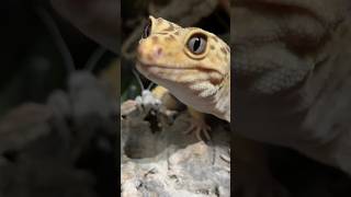 Proof Leopard Geckos Are The Smartest Reptiles [upl. by Ulrich]