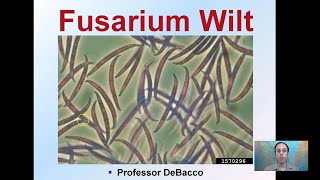 Fusarium Wilt [upl. by Erhard]