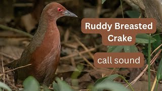 Ruddy Breasted Crake feeding and call sound [upl. by Rashida]